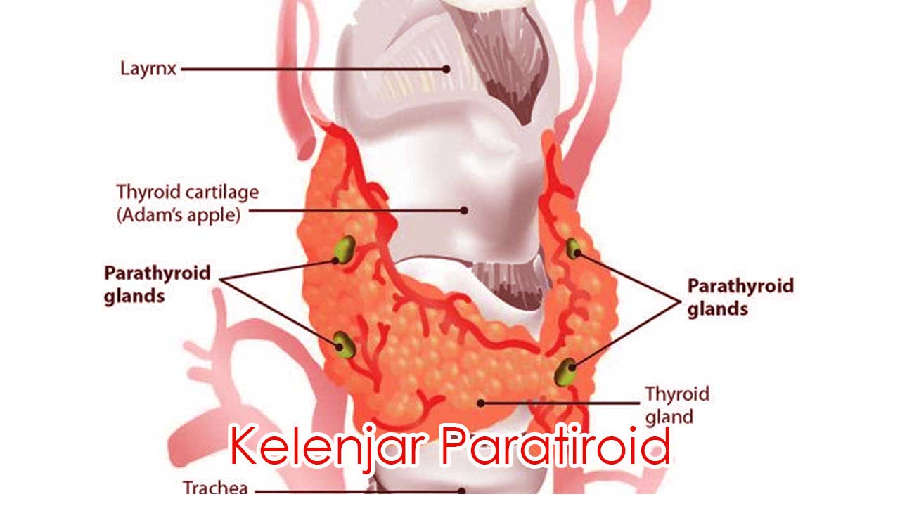 Kelenjar Paratiroid