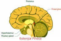 Kelenjar Pineal