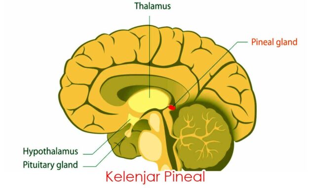 Kelenjar Pineal