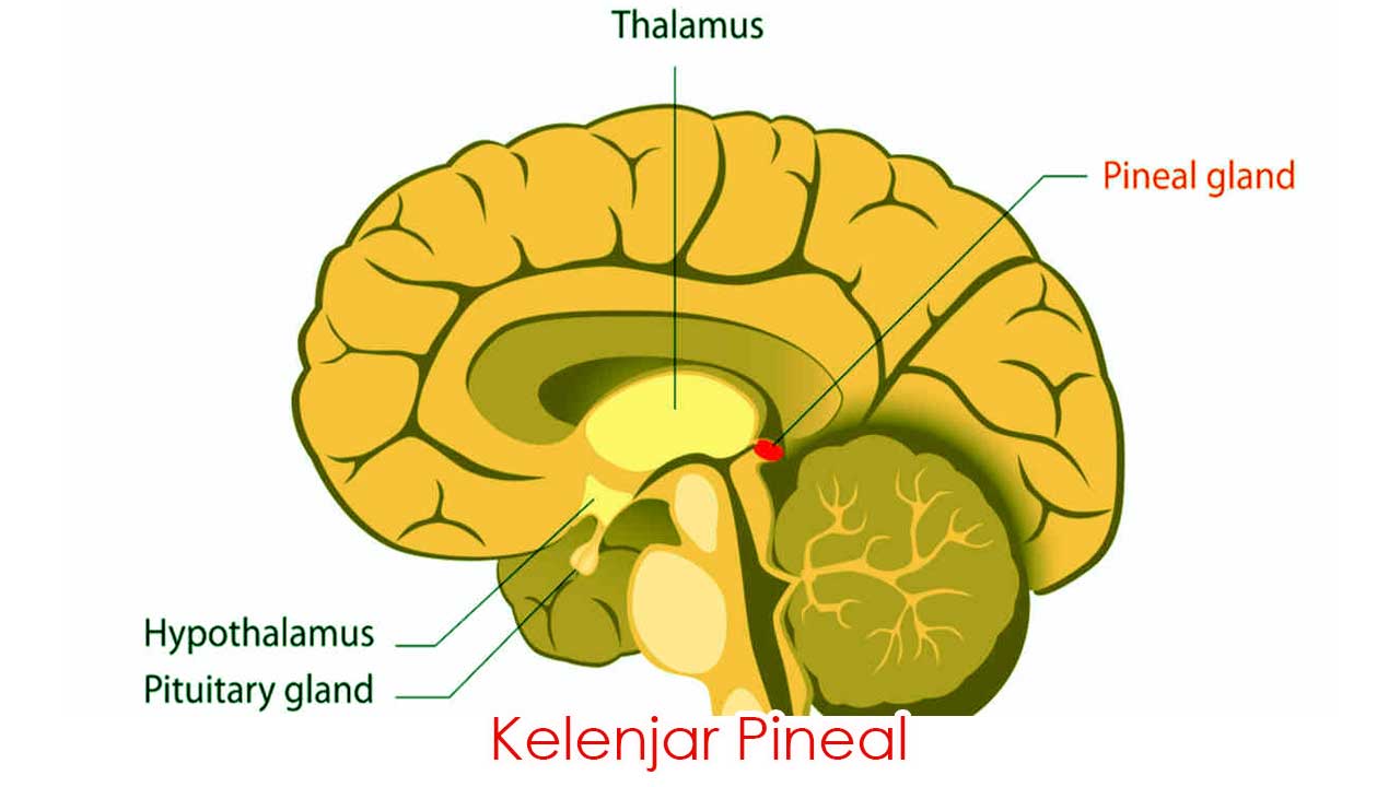 Kelenjar Pineal dalam Sistem Endokrin: Fungsi, Peran, dan Pengaruhnya terhadap Kesehatan
