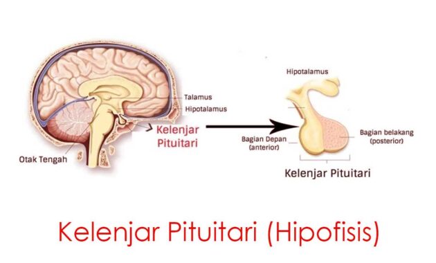 Kelenjar Pituitari (Hipofisis)