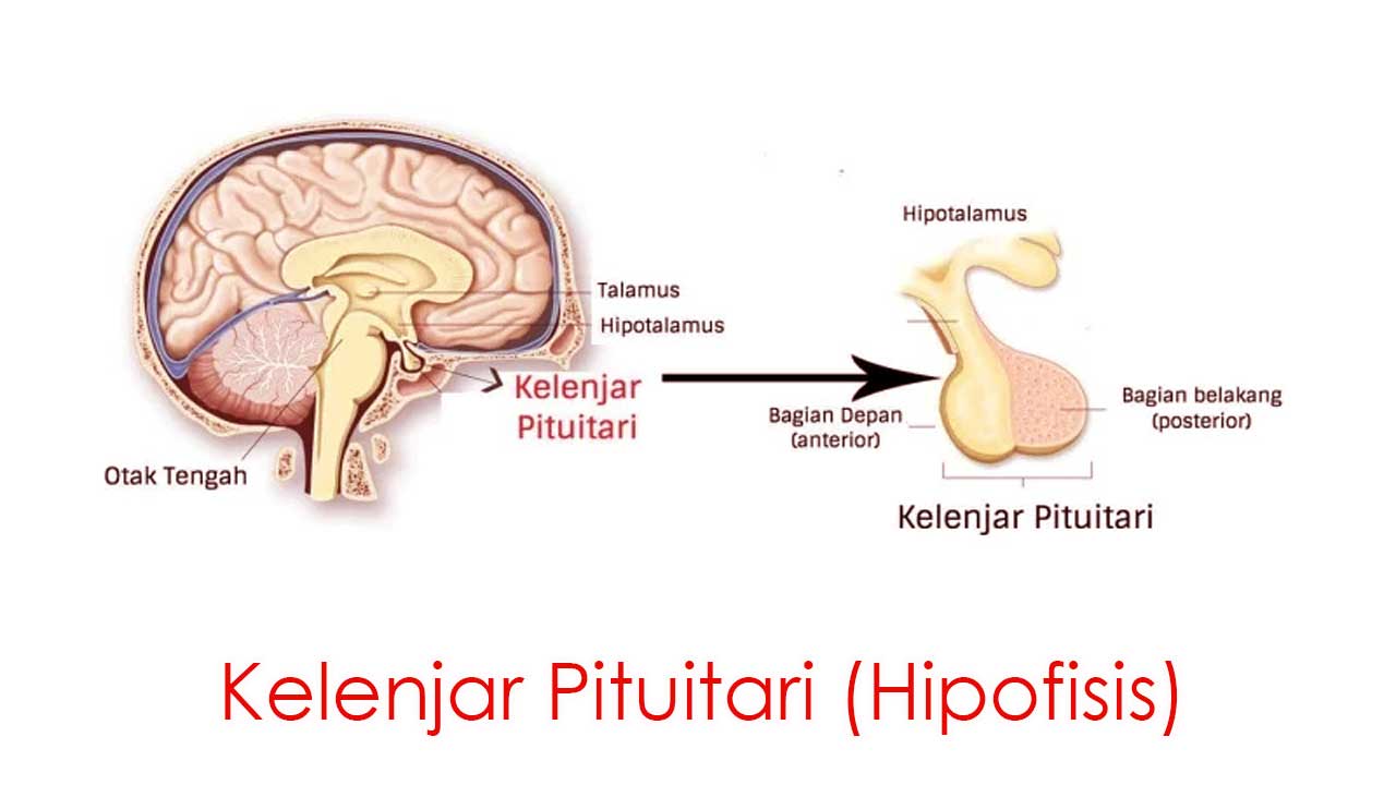 Kelenjar Pituitari (Hipofisis)