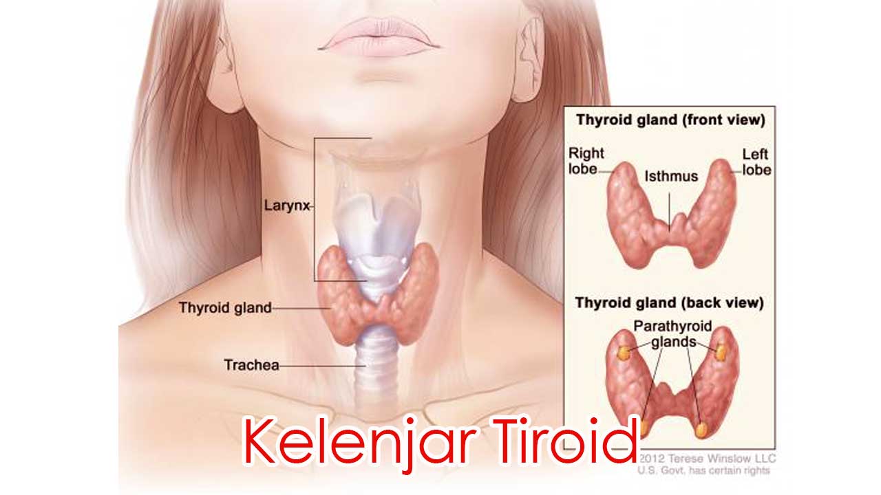 Kelenjar Tiroid