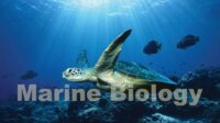 marine biology
