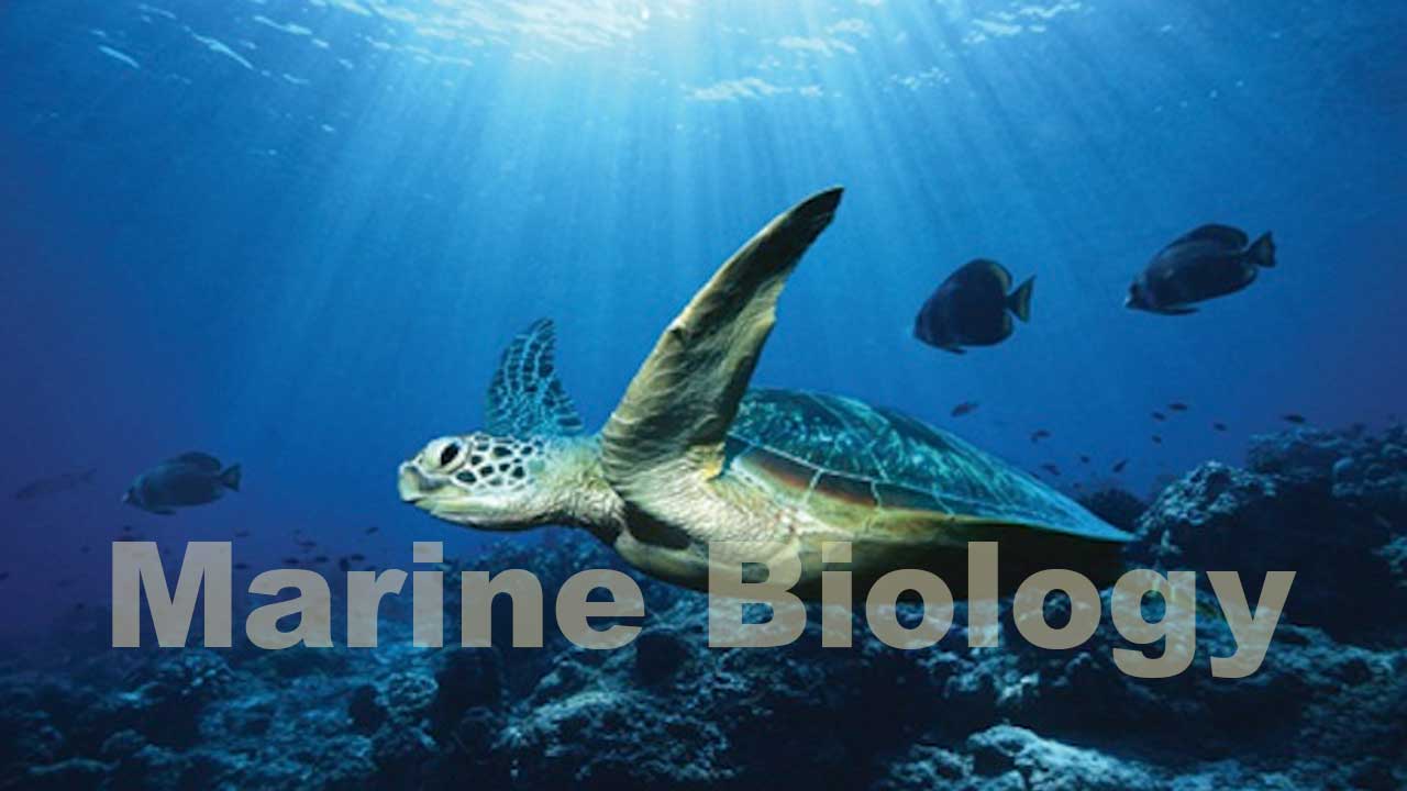 Marine Biology: Ilmu Kehidupan di Lautan dan Peranannya bagi Ekosistem