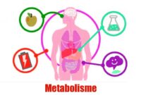 Metabolisme