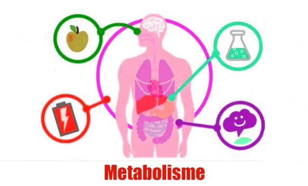 Metabolisme
