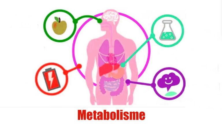 Metabolosomes Color Metabolisme: Pengertian, Jenis, Proses, Dan Faktor Yang Mempengaruhi ...