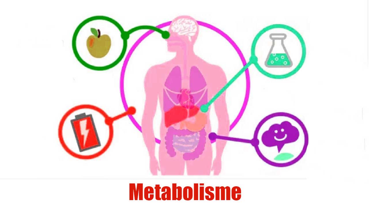 Metabolisme: Pengertian, Jenis, Proses, dan Faktor yang Mempengaruhi