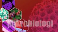 mikrobiologi