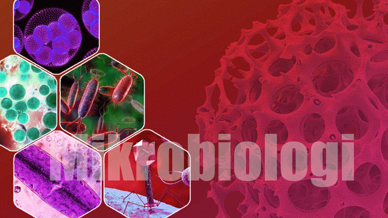 Mikrobiologi: Pengertian, Sejarah, Cabang Ilmu, dan Peranannya dalam Kehidupan