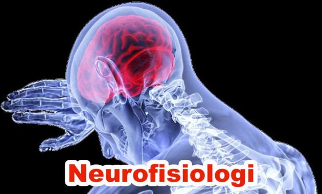 Neurofisiologi