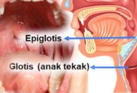 Organ Faring (Tenggorokan) manusia