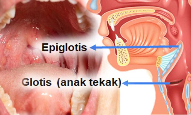 Organ Faring (Tenggorokan) manusia
