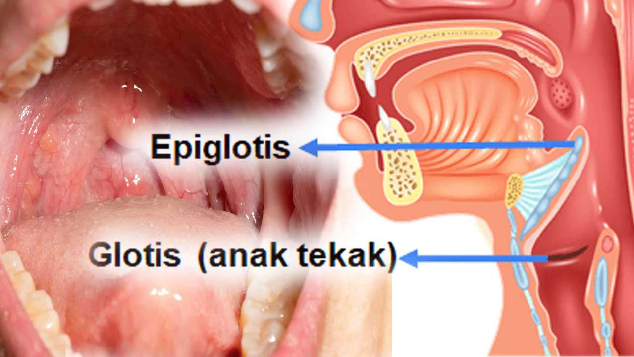 Organ Faring (Tenggorokan) dalam Sistem Respirasi Manusia
