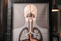 Organ-Organ dalam Sistem Respirasi Manusia