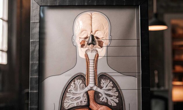 Organ-Organ dalam Sistem Respirasi Manusia