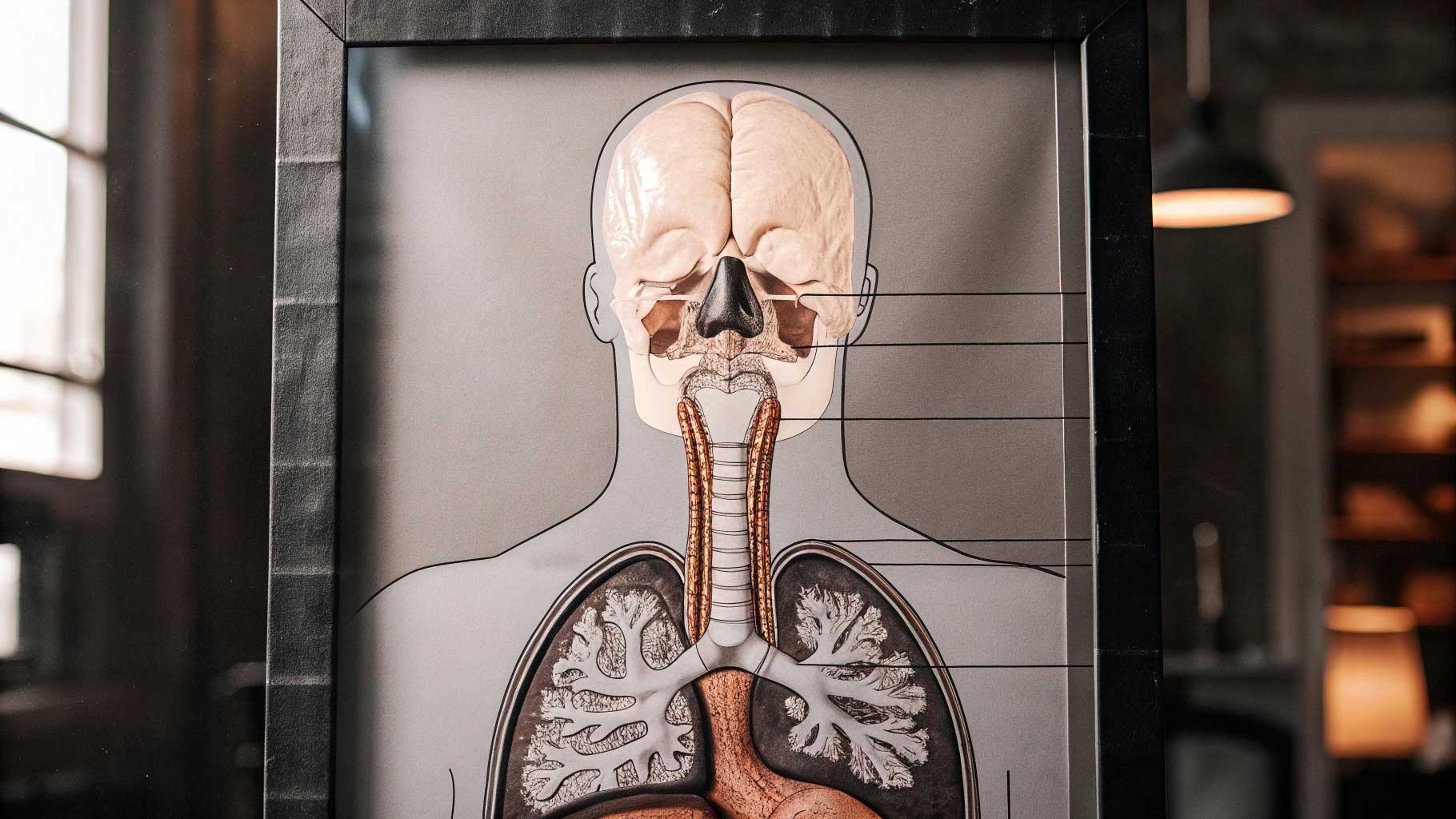 Organ-Organ dalam Sistem Respirasi Manusia: Fungsi dan Strukturnya