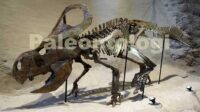 paleontologi