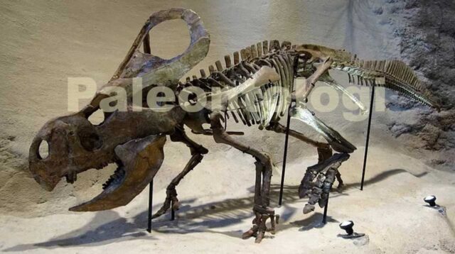 paleontologi