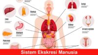 Sistem Ekskresi Manusia