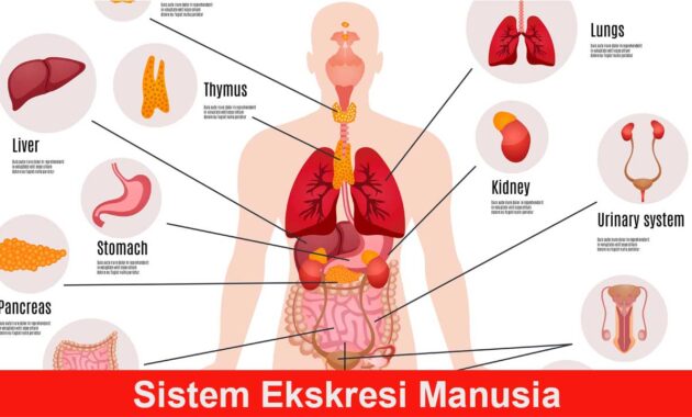 Sistem Ekskresi Manusia