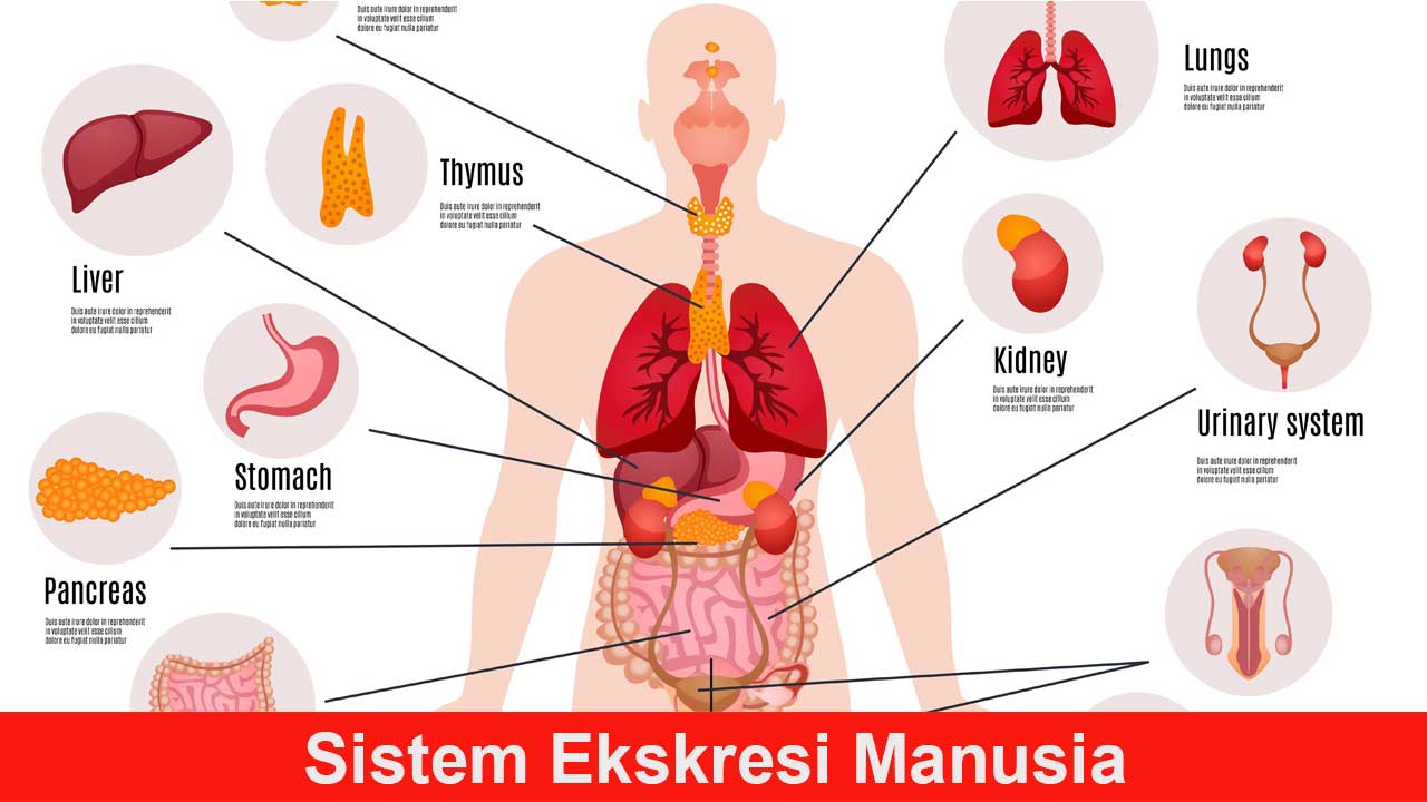 Sistem Ekskresi Manusia: Fungsi, Organ, dan Prosesnya