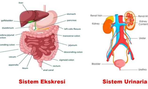 Sistem Ekskresi dan Urinaria