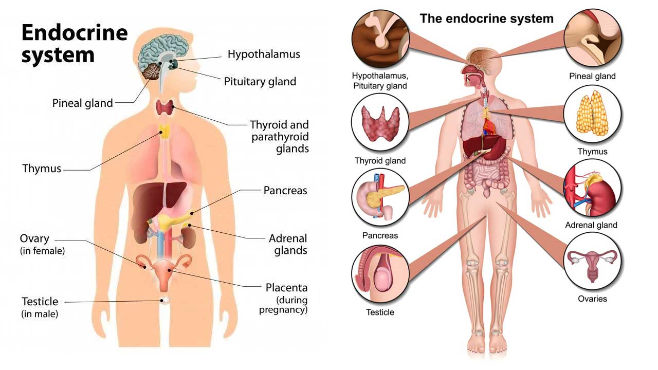Sistem Endokrin: Pengertian, Fungsi, Organ, dan Gangguannya