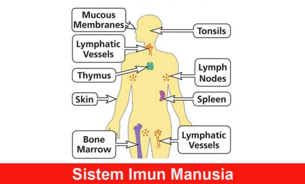 Sistem Imun Manusia