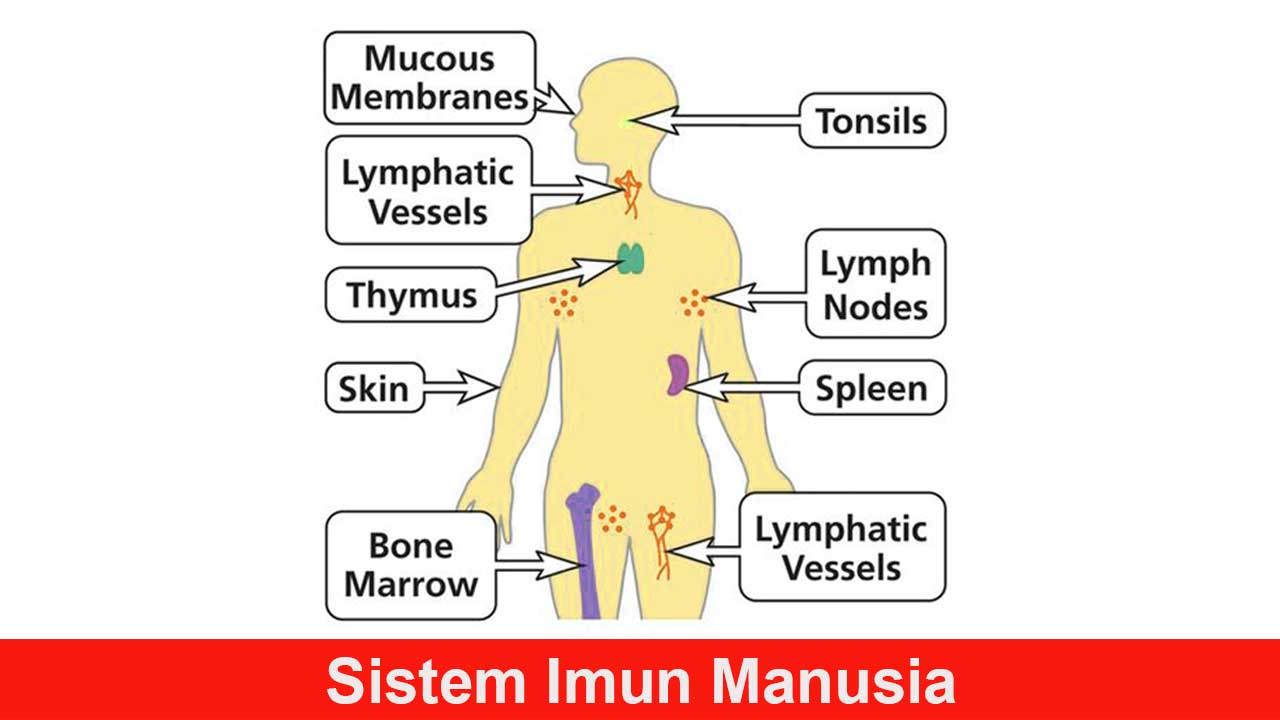 Sistem Imun Manusia: Pengertian, Fungsi, dan Cara Meningkatkannya