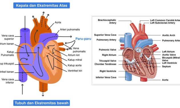 Sistem Kardiovaskular