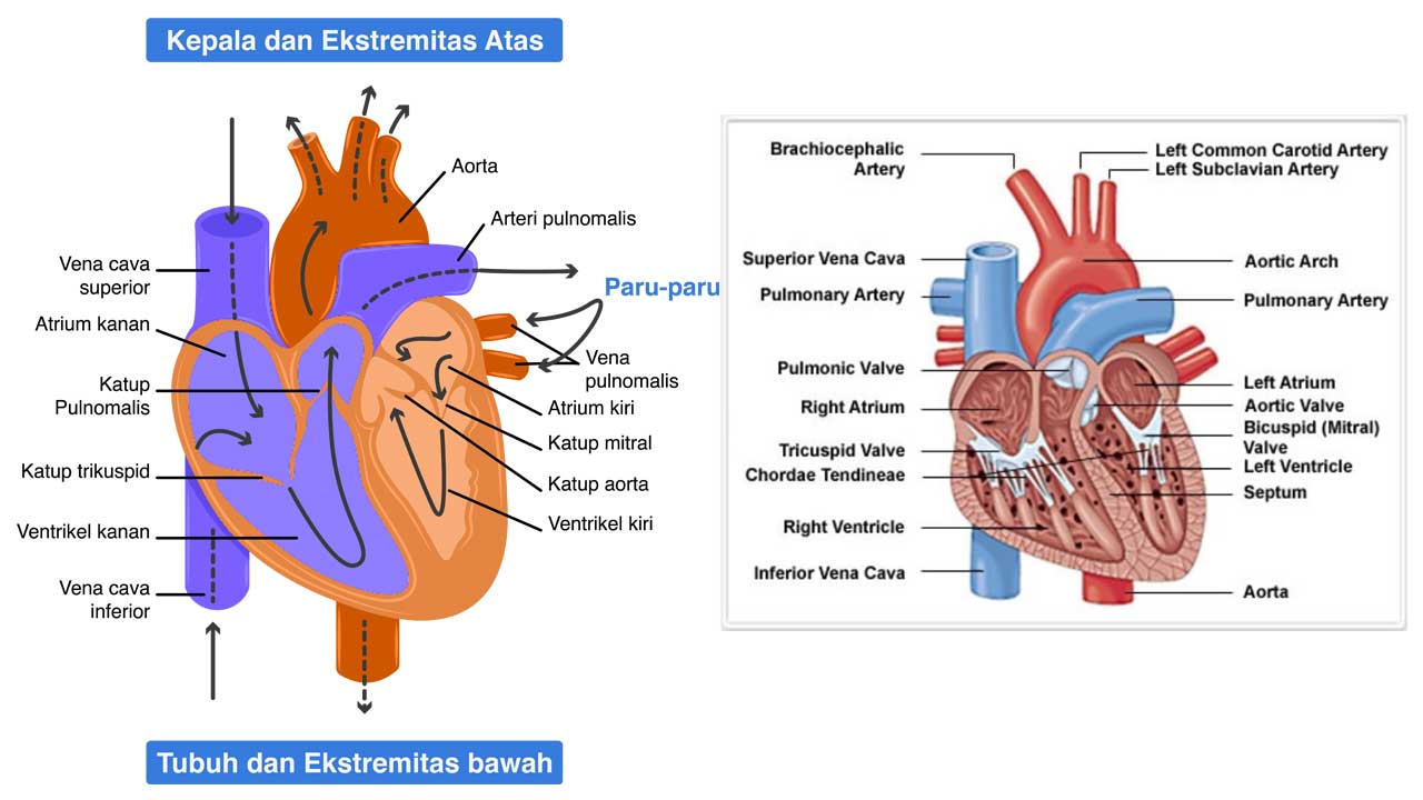Sistem Kardiovaskular