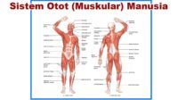 Sistem Otot (Muskular) Manusia
