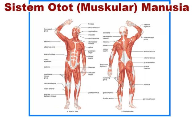 Sistem Otot (Muskular) Manusia