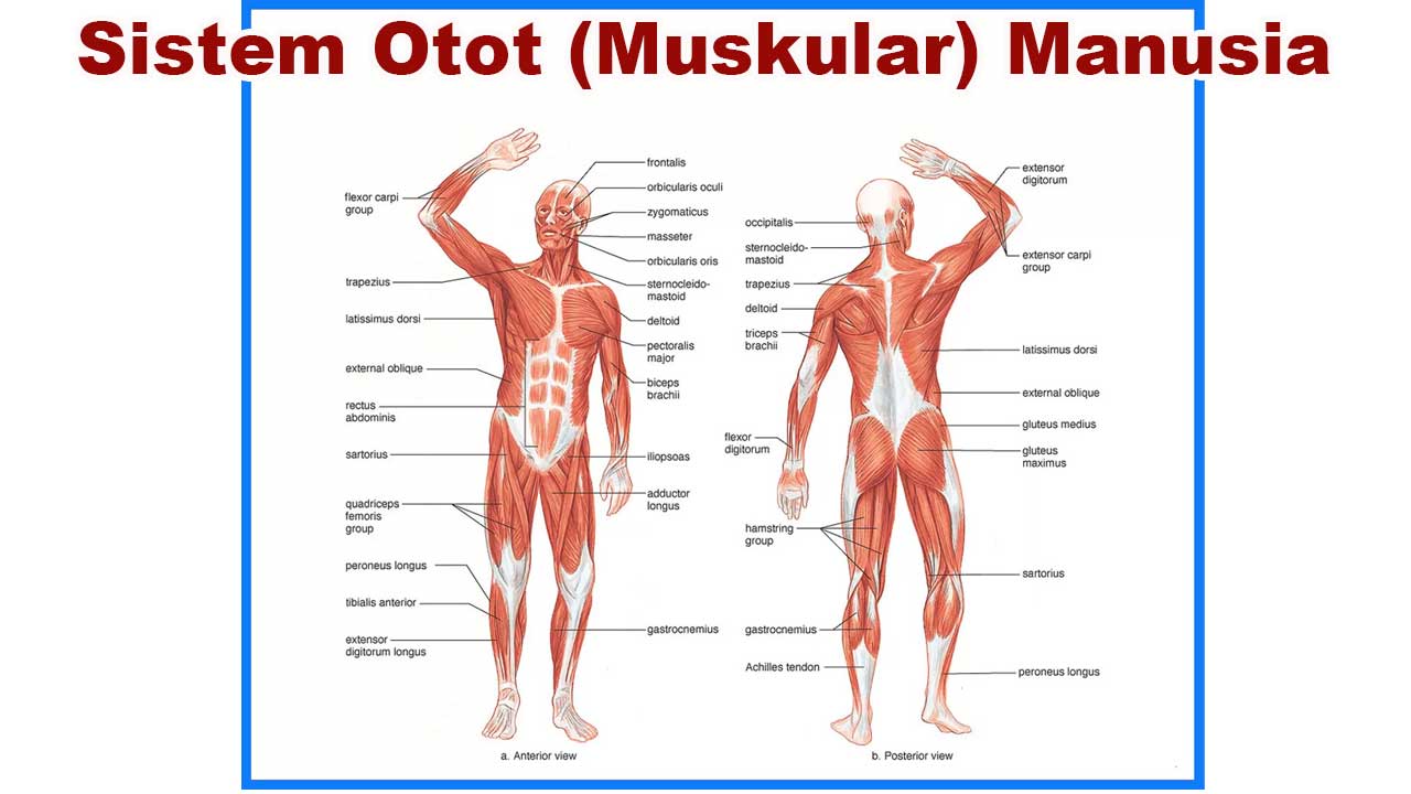 Sistem Otot (Muskular) Manusia: Fungsi, Jenis, dan Cara Kerjanya