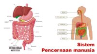 Sistem Pencernaan Manusia