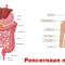 Sistem Pencernaan Manusia