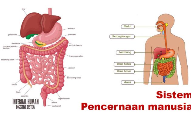 Sistem Pencernaan Manusia