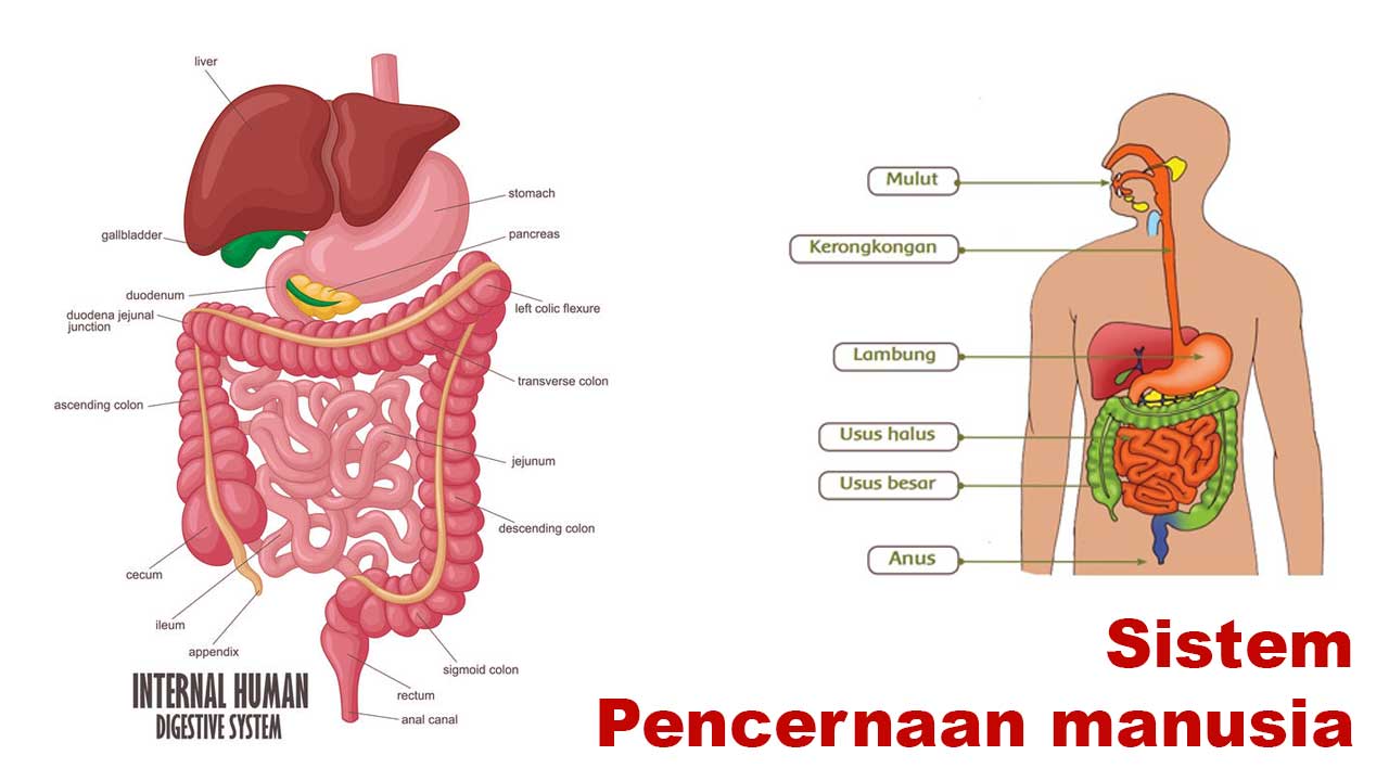 Sistem Pencernaan Manusia