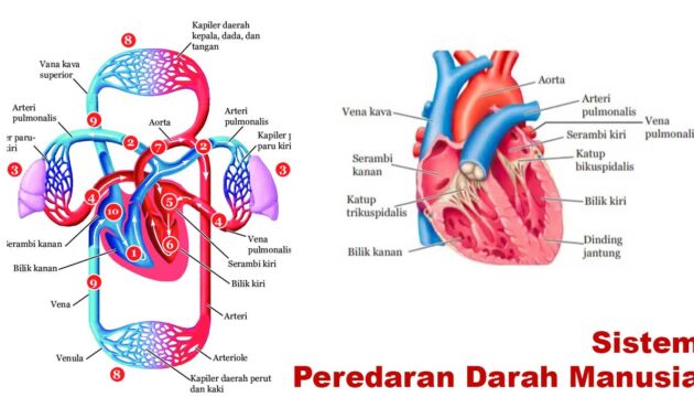 Sistem Peredaran Darah Manusia