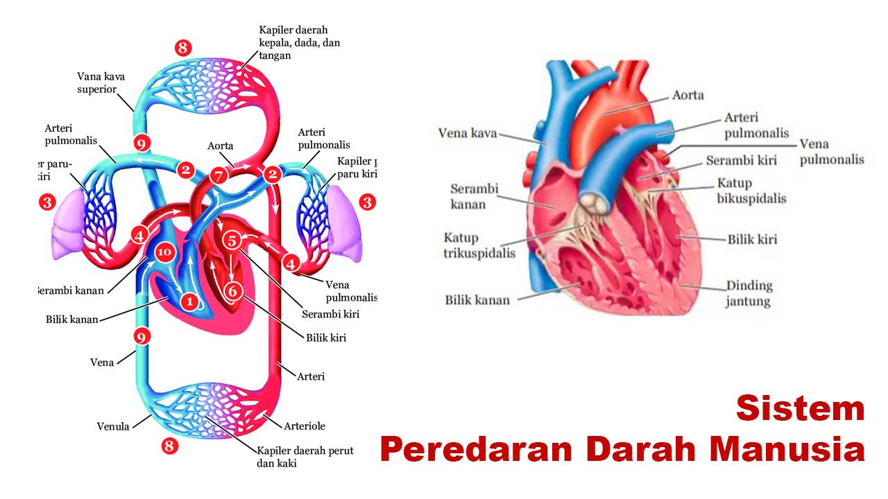 Sistem Peredaran Darah Manusia: Fungsi, Organ, dan Cara Kerjanya