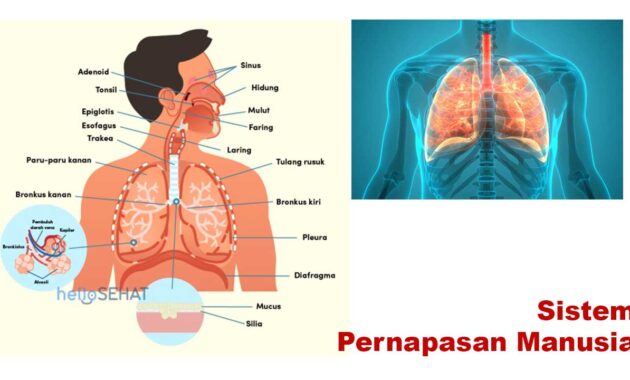 Sistem Pernapasan Manusia
