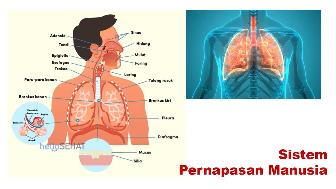 Sistem Pernapasan Manusia: Penjelasan Lengkap, Fungsi, dan Prosesnya