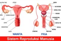 Sistem-Reproduksi-Manusia-pria-dan-wanita