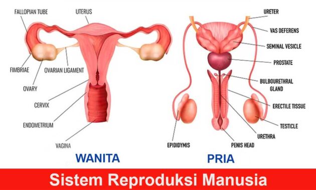 Sistem-Reproduksi-Manusia-pria-dan-wanita
