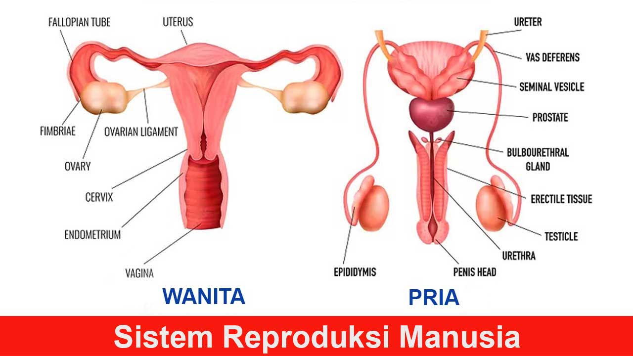 Sistem Reproduksi Manusia: Penjelasan Lengkap, Fungsi, dan Prosesnya