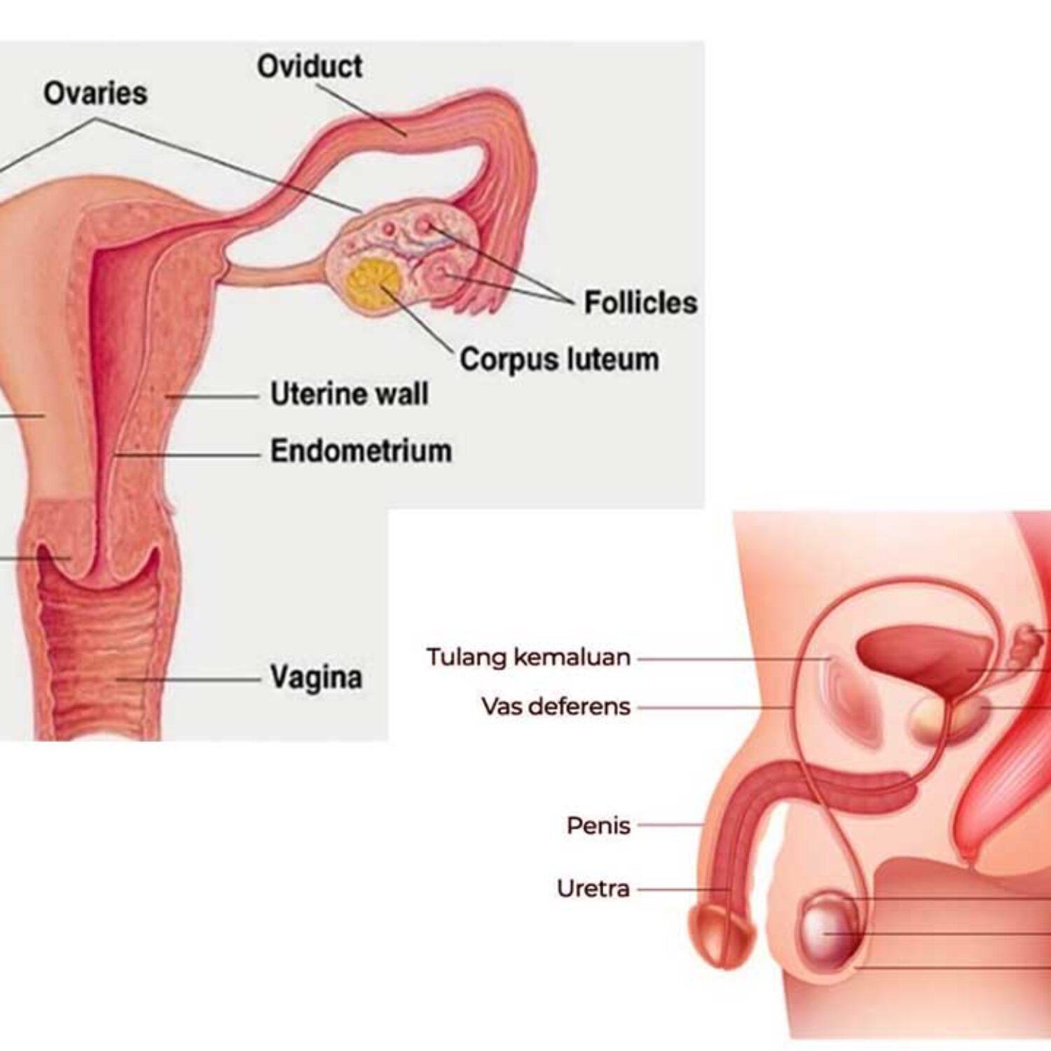 Sistem Reproduksi manusia