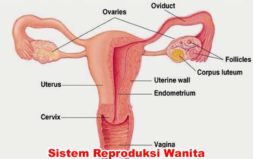 Sistem Reproduksi Wanita