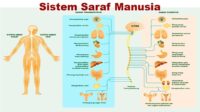 Sistem Saraf Manusia
